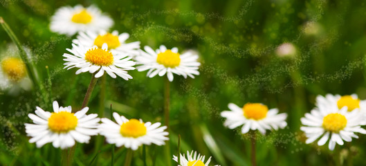 White daisies meadow.