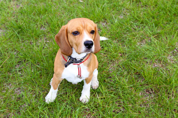 Funny cute dog in park