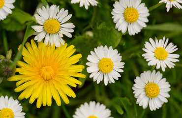 Obraz premium White daisies meadow and yellow dandelion flower