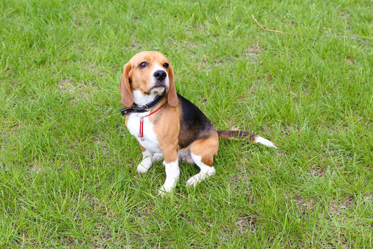 Funny cute dog in park