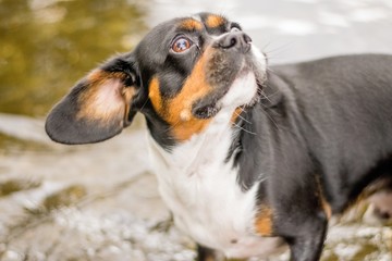 Dog in a park © mgstock