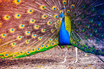 Peacock in a tropical forest with feathers out