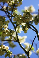 Blueberry flowers in the garden under blue sky