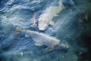 Fototapeta premium Group of big carps floats in blue water