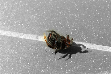 Beetle on asphalt background