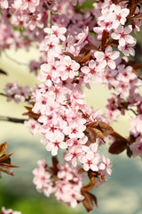 Blooming tree twigs with pink flowers in spring