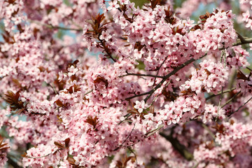Blooming tree twigs with pink flowers in spring