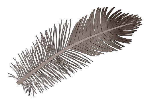 cartoon image of bird feather