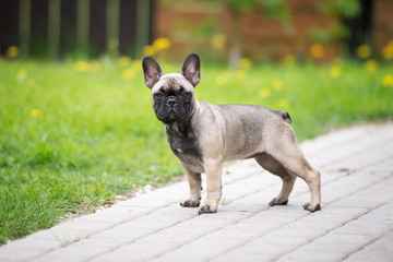 french bulldog puppy standing outdoors