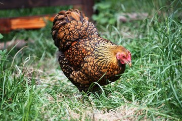 Hen, Free living Golden Laced Wyandotte Chicken yellow black fringed
