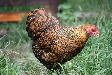 Hen, Free living Golden Laced Wyandotte Chicken yellow black fringed