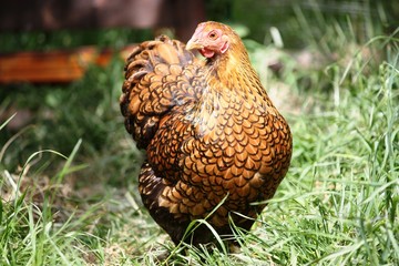 Hen, Free living Golden Laced Wyandotte Chicken yellow black fringed