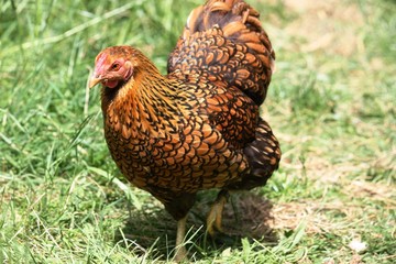 Hen, free living, Golden Laced Wyandotte Chicken yellow black fringed