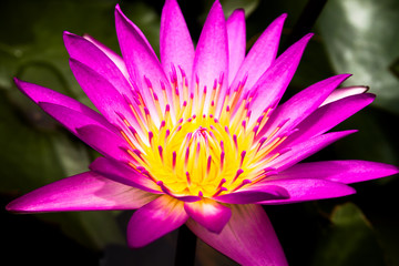 Pink Lotus flower, beautiful lotus.