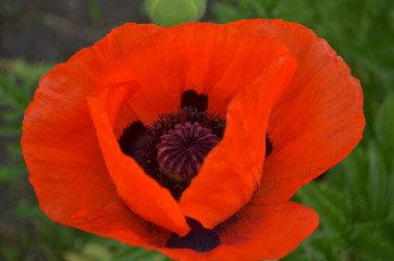 Красный мак