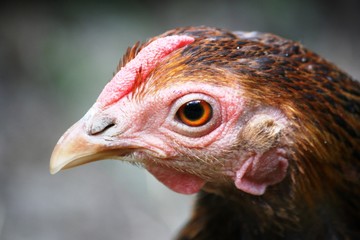 Hen, Free living Golden Laced Wyandotte Chicken yellow black fringed