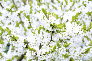 Spring blossom