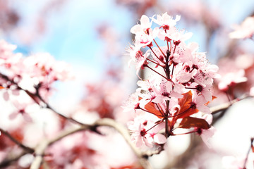 Plum blossoms over blurred nature background, close up