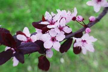 Branches of flowering tree, closeup