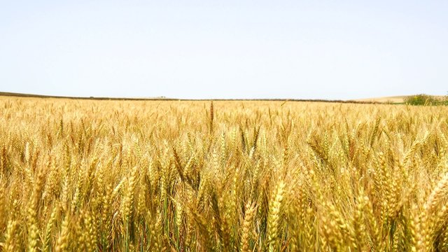 Harvest of ripe wheat and ready to pick (Barley, Rye)(4K)
