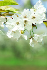 Spring blossom