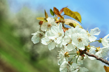 Spring blossom