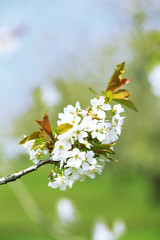 Spring blossom