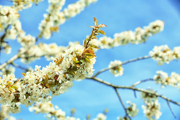 Spring blossom