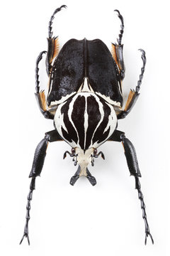 The mysterious world of insects