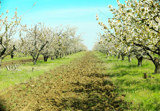 Blooming cherry garden
