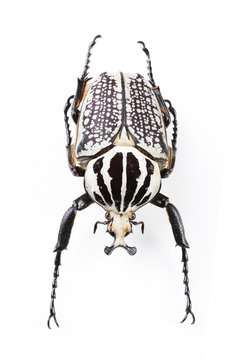 The mysterious world of insects