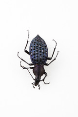 The mysterious world of insects