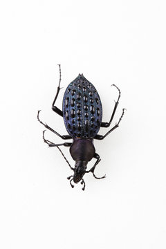 The mysterious world of insects