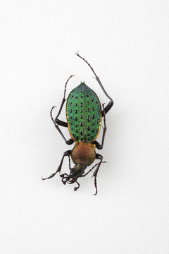 The mysterious world of insects
