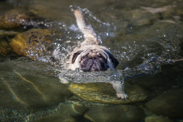 May 2015 - Elvis is enjoying the first swim of the summer season