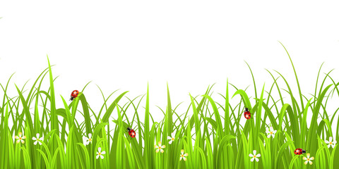 Grass with ladybird isolated on white background