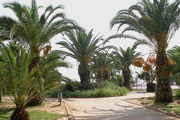 Palmy daktylowe - Egipt