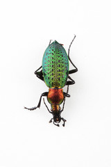 The mysterious world of insects