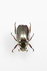 The mysterious world of insects
