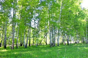 Obraz premium birch forest