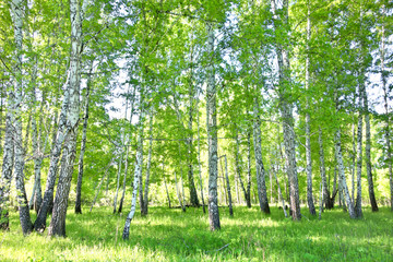 Panele Szklane Podświetlane  las brzozowy