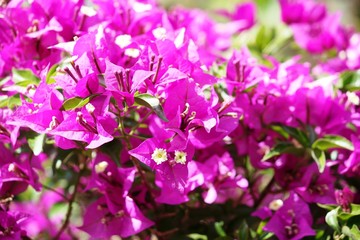 bougainvillea in the garden in summer