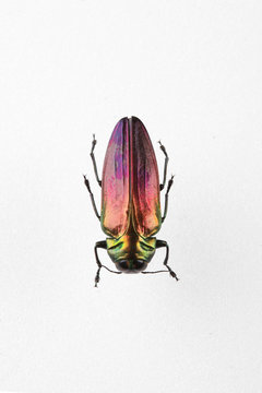 The mysterious world of insects
