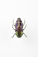 The mysterious world of insects
