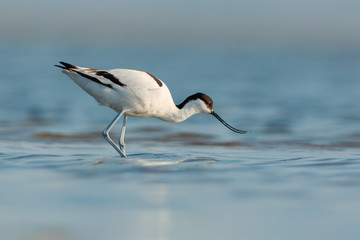 Pied avocet