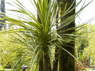 Obraz na płótnie Canvas Palm trees in park