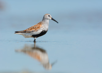 Dunlin