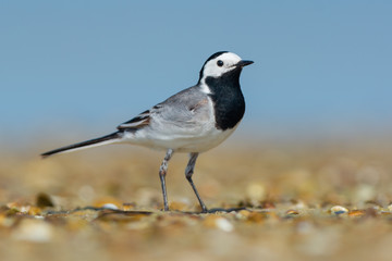 White Wagtail