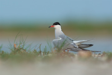 Common Tern