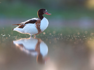 Common shelduck